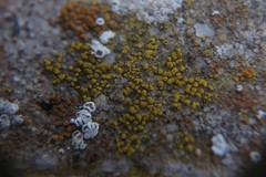 Candelariella aurella