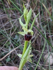 Ophrys sphegodes massiliensis
