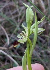 Ophrys sphegodes massiliensis