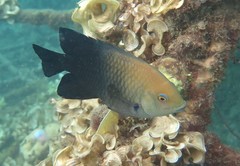 Hemiglyphidodon plagiometopon