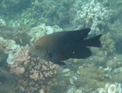 Hemiglyphidodon plagiometopon