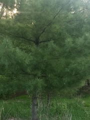 Pinus strobus