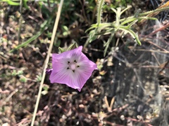 Sidalcea diploscypha