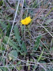 Leontodon tuberosus
