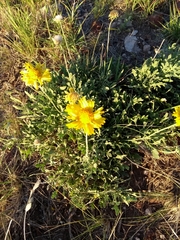 Gaillardia cabrerae