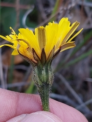 Leontodon tuberosus