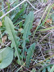 Leontodon tuberosus