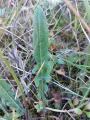 Leontodon tuberosus