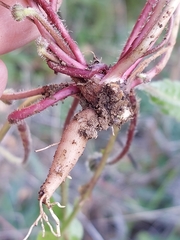 Leontodon tuberosus