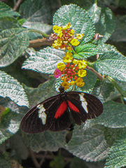 Heliconius himera