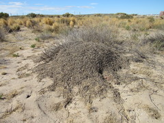 Acromyrmex lobicornis