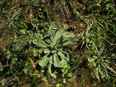 Helminthotheca aculeata