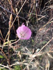 Sidalcea diploscypha