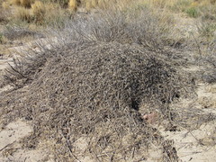 Acromyrmex lobicornis