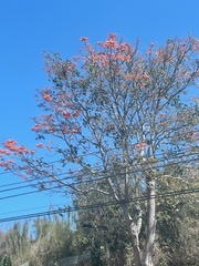 Erythrina poeppigiana
