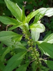 Parietaria pensylvanica pensylvanica