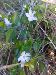 Vinca difformis