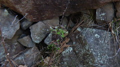 Piezogaster indecorus