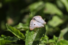 Anartia jatrophae