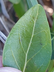 Vinca difformis