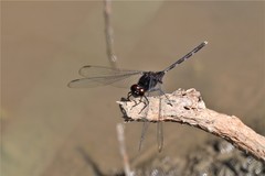 Erythemis plebeja