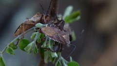 Piezogaster indecorus