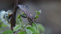 Piezogaster indecorus