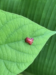 Charidotella rubicunda