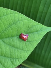 Charidotella rubicunda