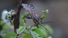 Piezogaster indecorus