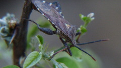 Piezogaster indecorus