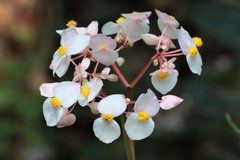 Begonia urophylla