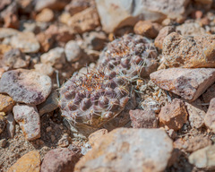 Neowerdermannia chilensis