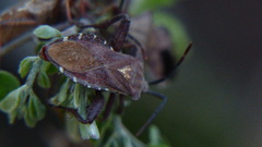 Piezogaster indecorus