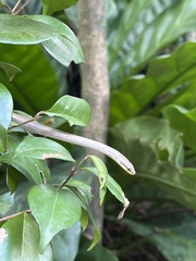 Borikenophis portoricensis