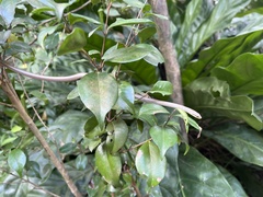 Borikenophis portoricensis