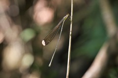 Mecistogaster ornata