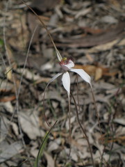 Caladenia longicauda eminens