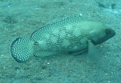 Epinephelus ongus
