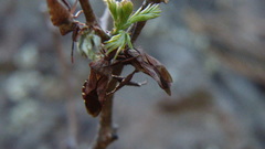 Piezogaster indecorus