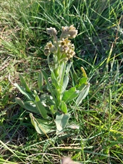 Cynoglossum clandestinum