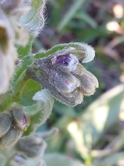 Cynoglossum clandestinum