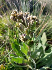 Cynoglossum clandestinum