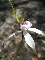 Caladenia longicauda eminens