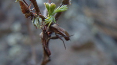 Piezogaster indecorus