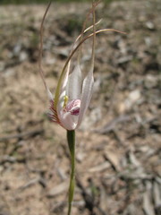 Caladenia longicauda eminens