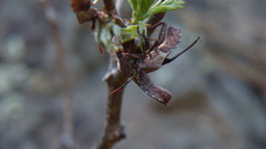 Piezogaster indecorus