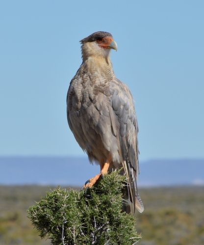 carcará (Caracara plancus)