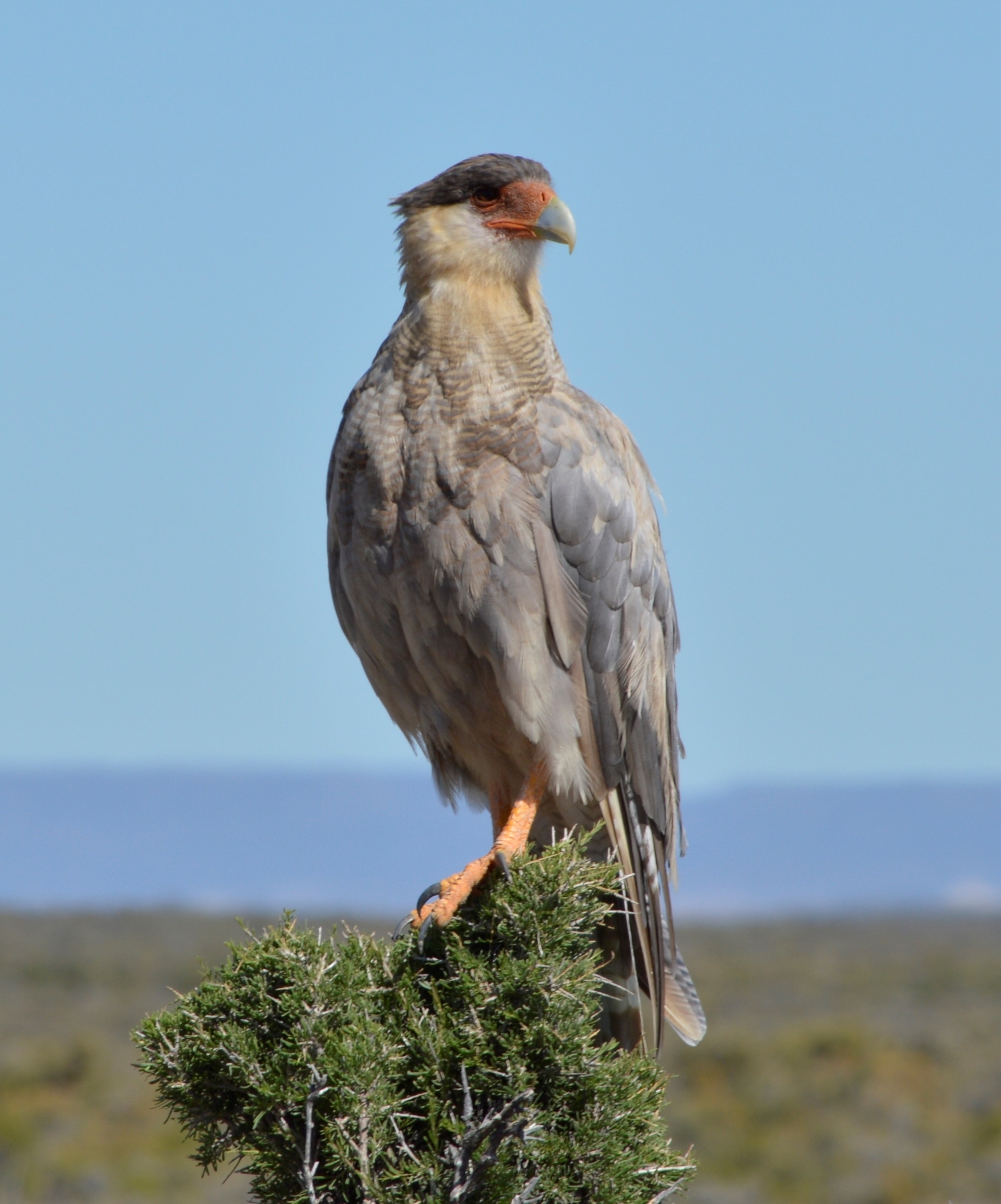 Crested Caracara (Caracara plancus)