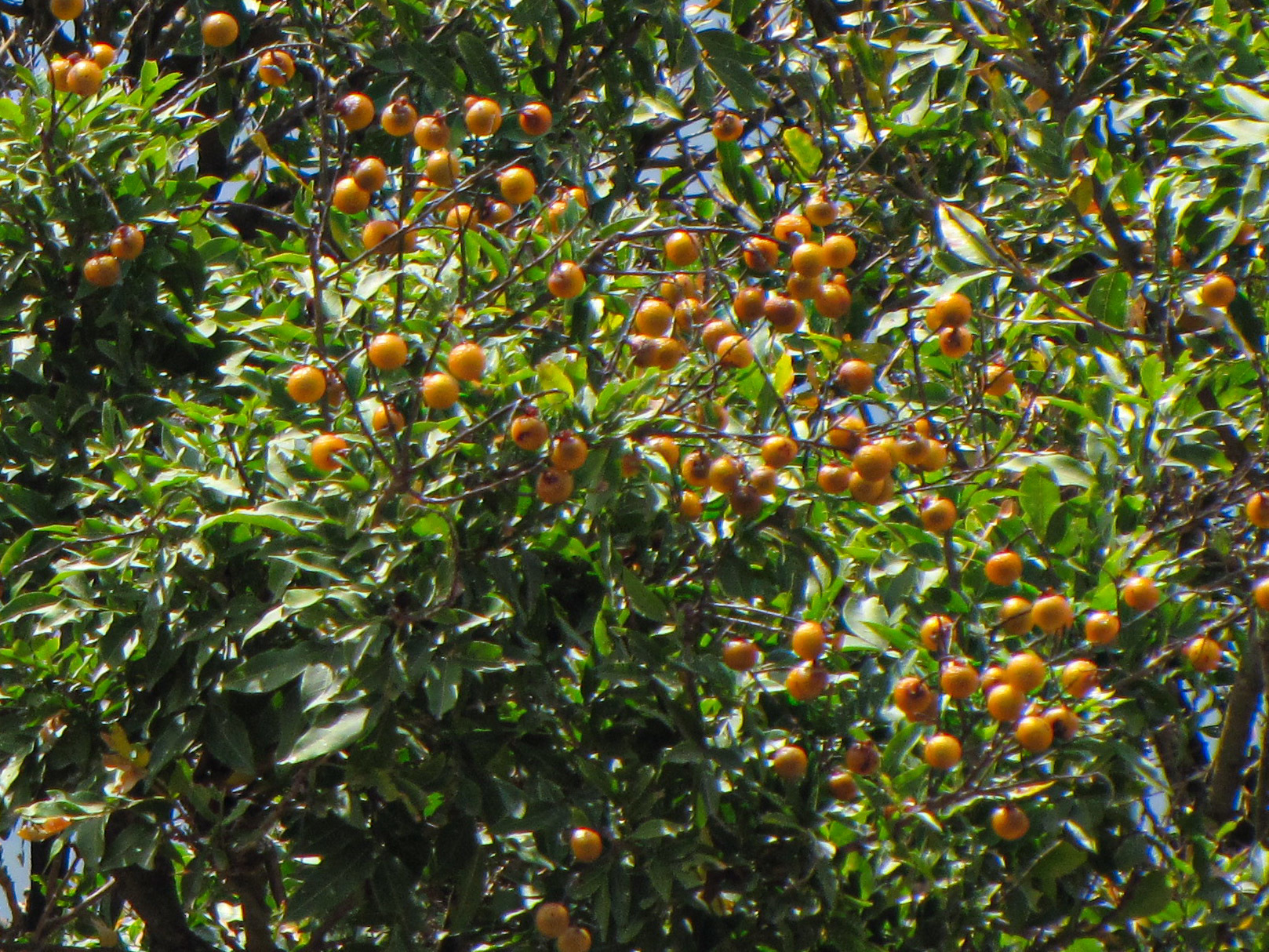 Sapindus image